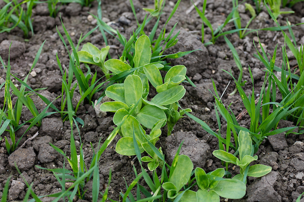 Unusual weeds spotted in winter cereals