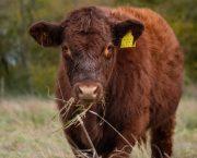 Considering outwintering cattle? Start grazing planning now