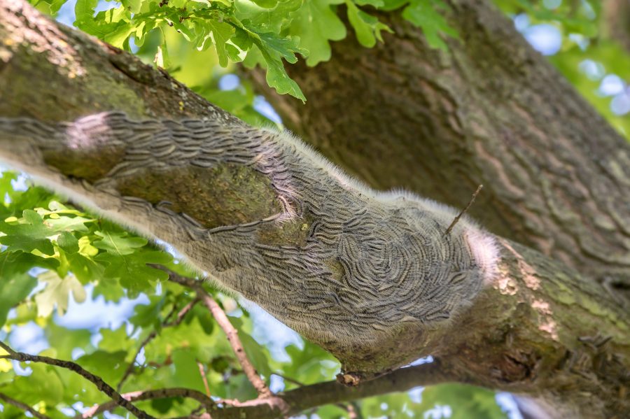 Oak processionary moth – warning issued ahead of new hatching season