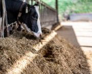 Plan to prevent long-term forage shortages