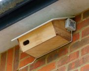 Farmers install bird boxes and call players to help struggling swifts