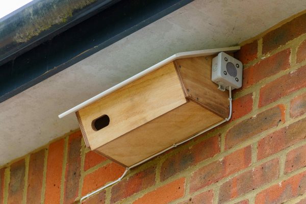 Farmers install bird boxes and call players to help struggling swifts