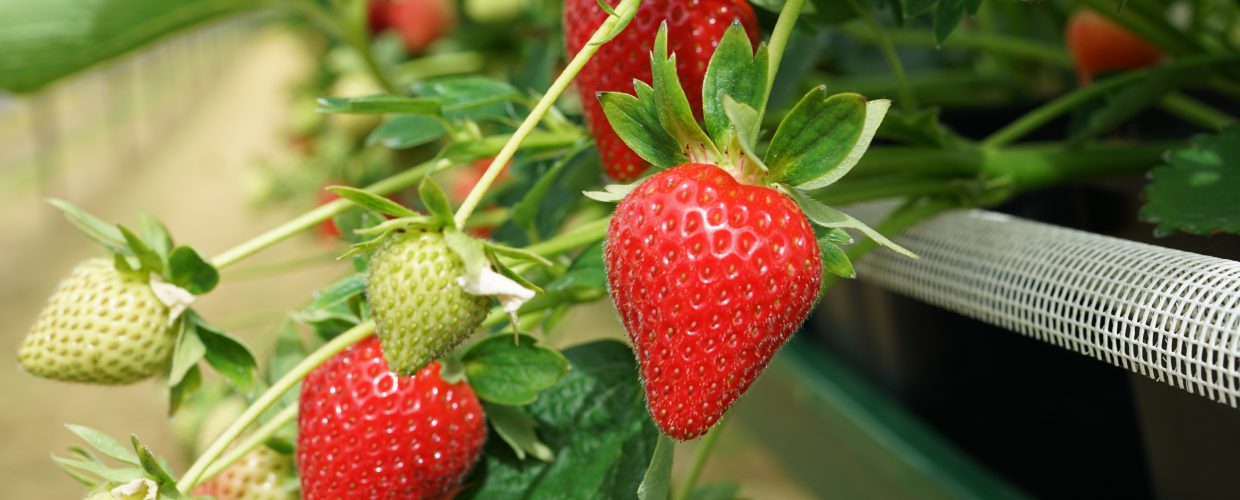 Hugh Lowe Farms is of the largest soft fruit businesses in the UK