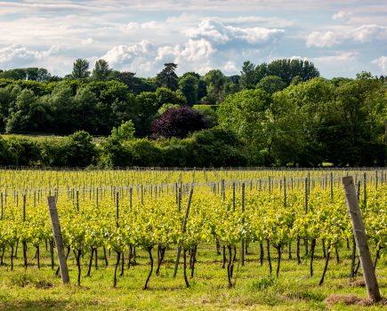 Key considerations when leasing or renting land for use as a vineyard