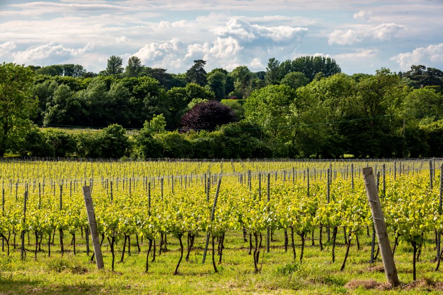 Key considerations when leasing or renting land for use as a vineyard