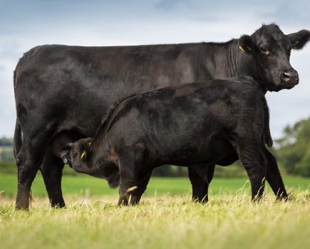 Optimising cow genetics for sustainable beef production