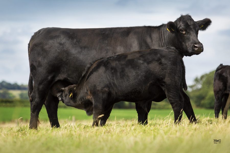 Optimising cow genetics for sustainable beef production