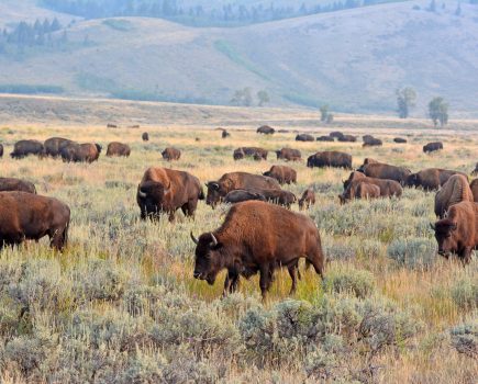 MIKE KETTLEWELL: Mixed farms are biologically richer