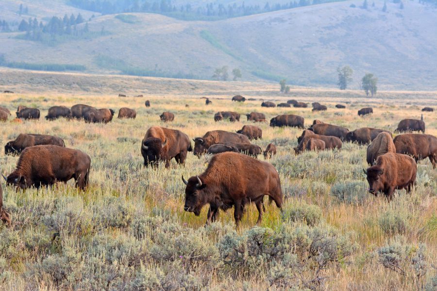 MIKE KETTLEWELL: Mixed farms are biologically richer