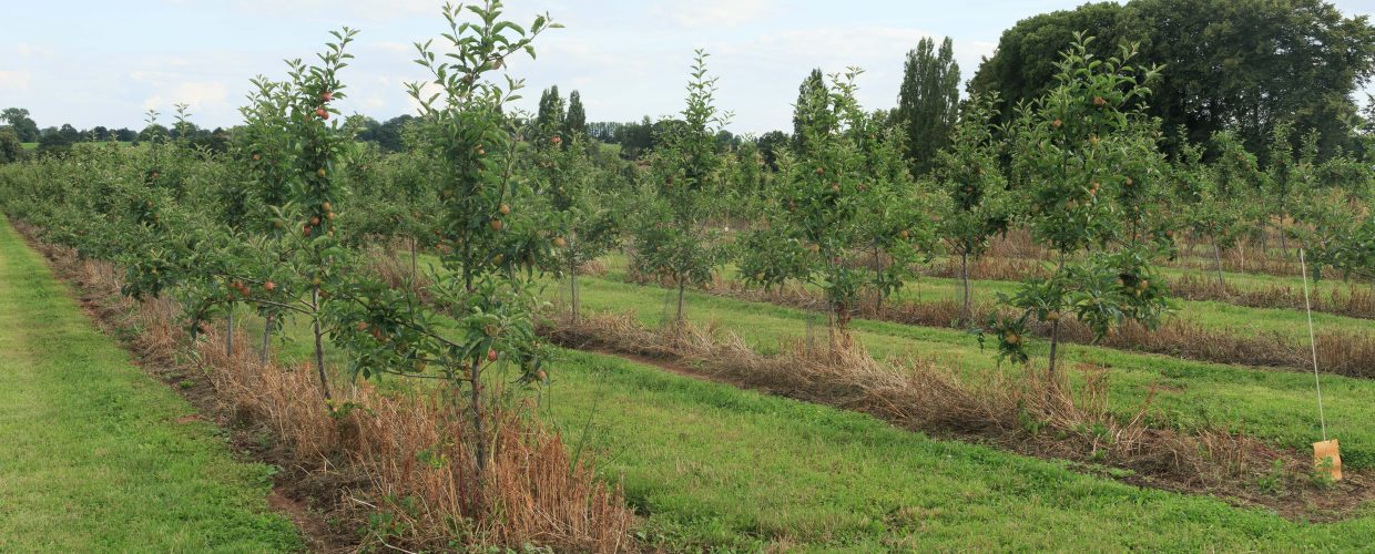  Trialling new solutions to boost orchard productivity