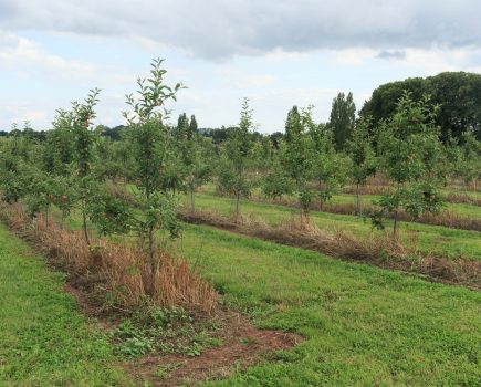  Trialling new solutions to boost orchard productivity