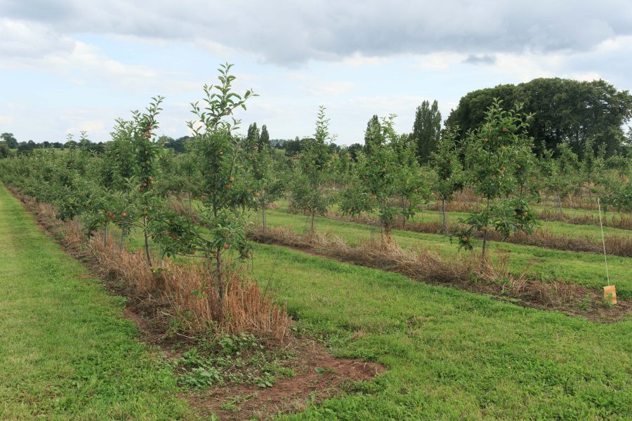  Trialling new solutions to boost orchard productivity