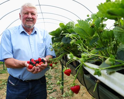 Berry sector could be wiped out