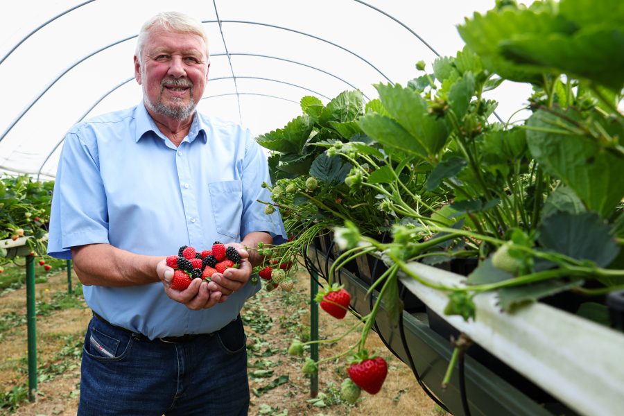 Berry sector could be wiped out