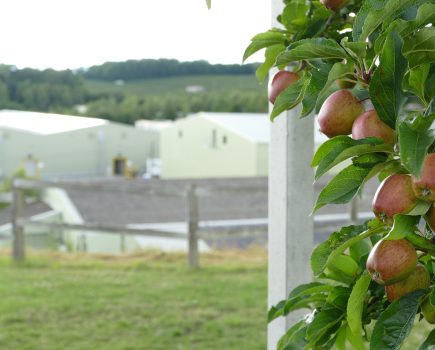 Focus on quality fruit for FW Mansfield & Son