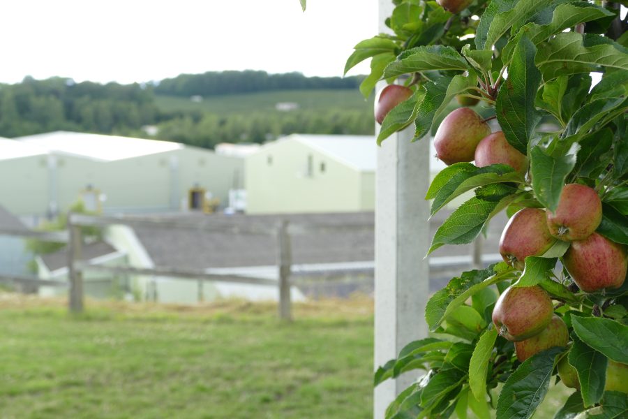 Focus on quality fruit for FW Mansfield & Son