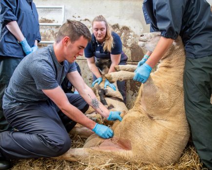 Veterinary students get hands-on at farm academy