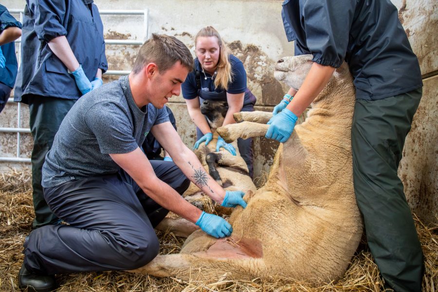 Veterinary students get hands-on at farm academy