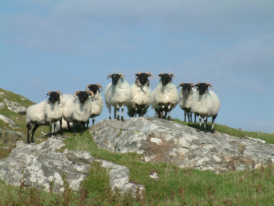 MIKE KETTLEWELL: Connemara farming