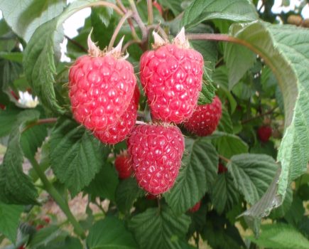 Hutton awarded £1M to revitalise UK’s raspberry industry