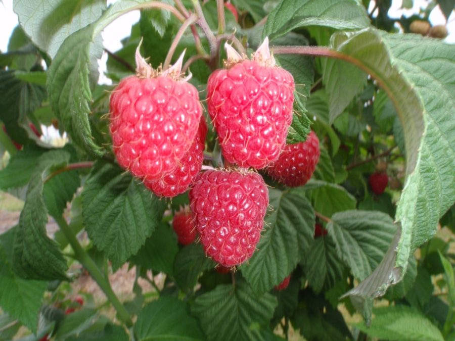 Hutton awarded £1M to revitalise UK’s raspberry industry