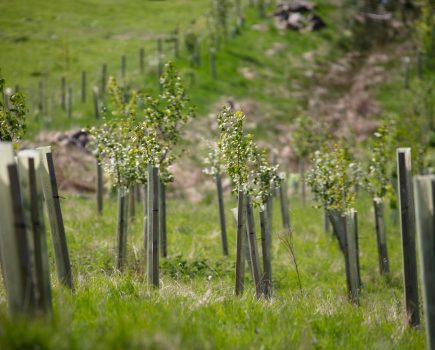 New nature corridor scheme aims to reconnect ancient woodlands and boost biodiversity in Sussex