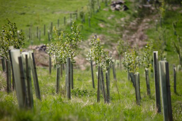 New nature corridor scheme aims to reconnect ancient woodlands and boost biodiversity in Sussex