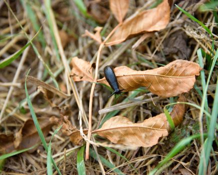 Resist temptation to drill wheat early