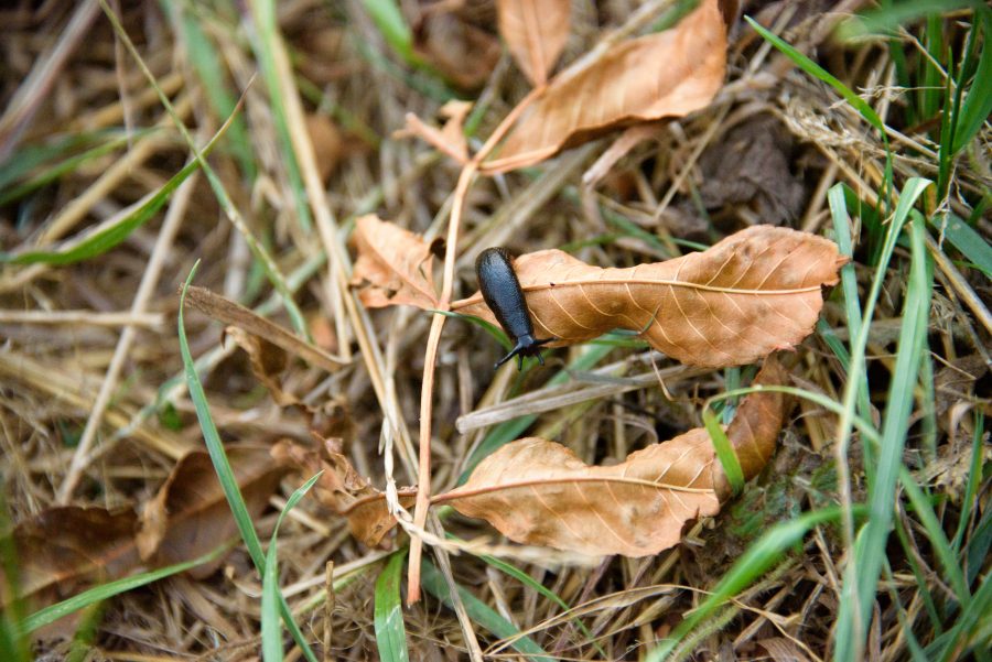 Resist temptation to drill wheat early