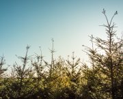 New restrictions to limit impact of bark beetle and protect UK timber industry from tree pest