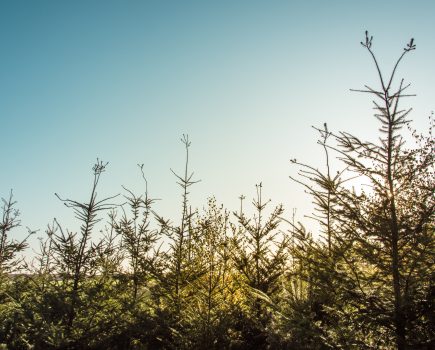 New restrictions to limit impact of bark beetle and protect UK timber industry from tree pest