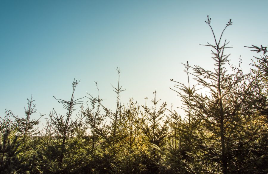 New restrictions to limit impact of bark beetle and protect UK timber industry from tree pest