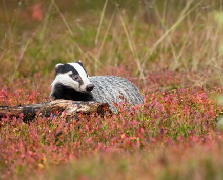 Plans to eradicate Bovine TB have failed to impress