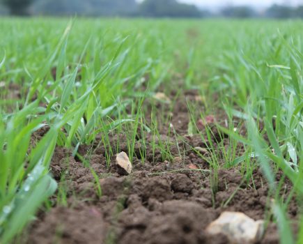 Pay close attention to grassweed control this autumn