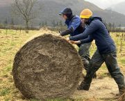 Bale grazing can halve winter housing costs