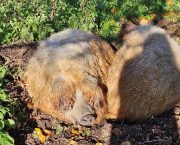 Two rare Mangalitza pigs retire