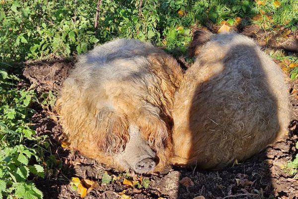 Two rare Mangalitza pigs retire