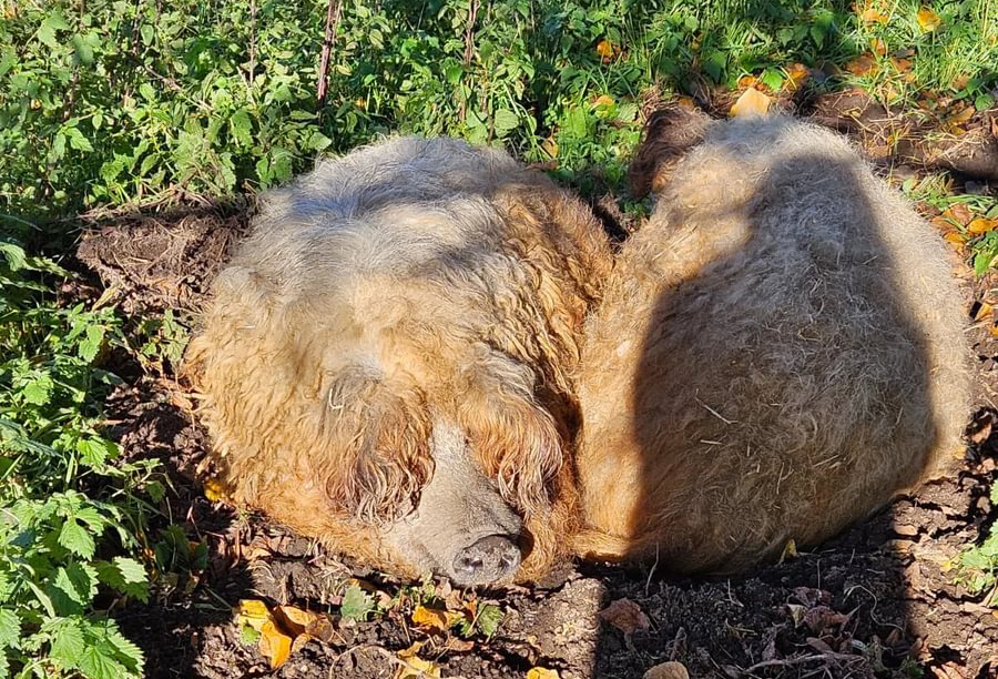 Two rare Mangalitza pigs retire