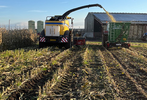 Maize trials show importance of drilling date in variety decisions