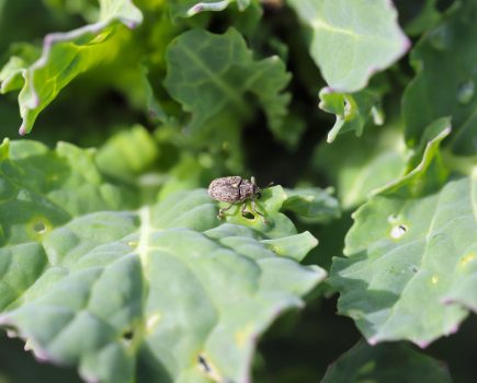 Beware hidden Rape Winter Stem Weevil threat