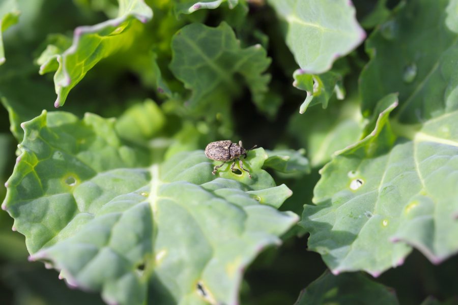 Beware hidden Rape Winter Stem Weevil threat