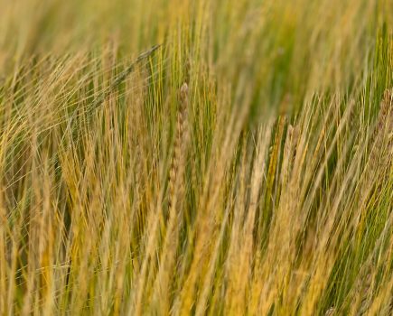 Six steps to better spring barley yields