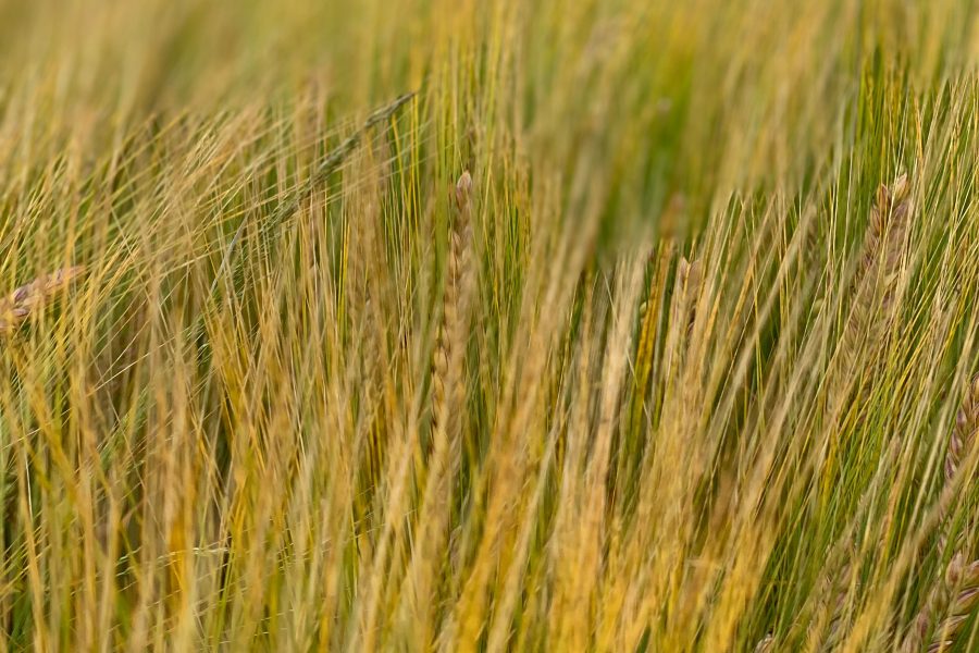 Six steps to better spring barley yields