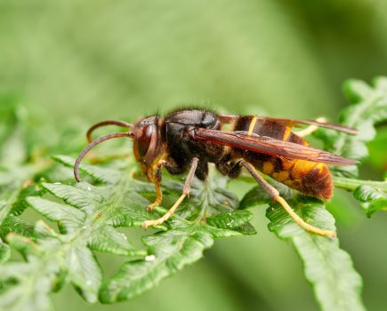 Winning the fight against the Asian hornet