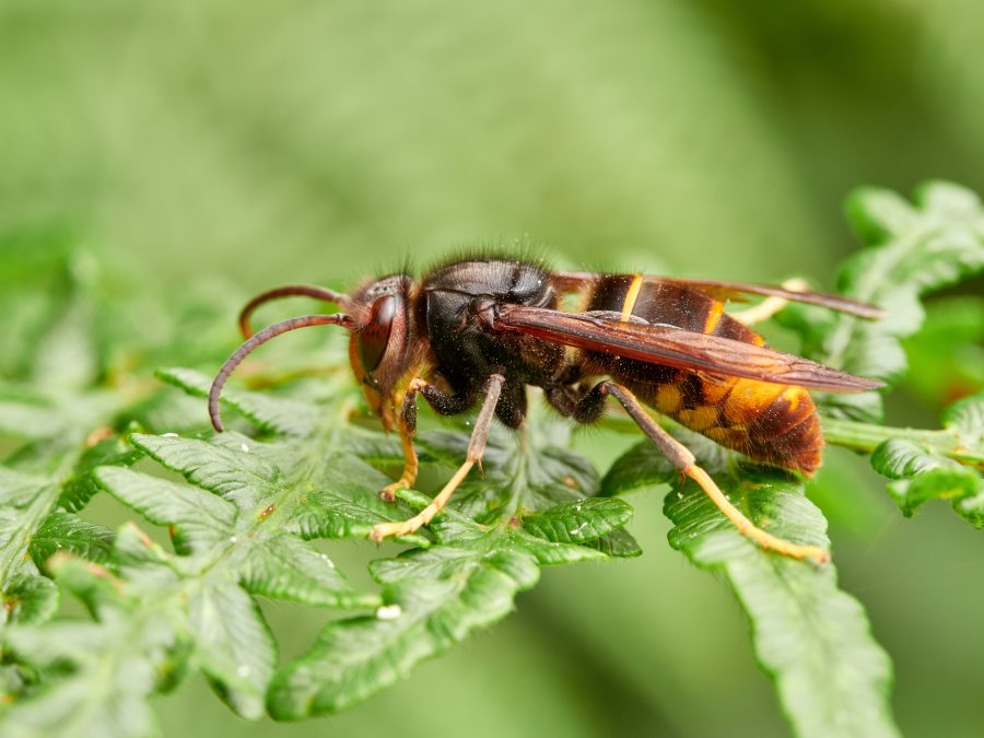 Winning the fight against the Asian hornet