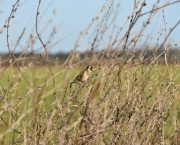 Farmers key to reversing decline of farmland birds