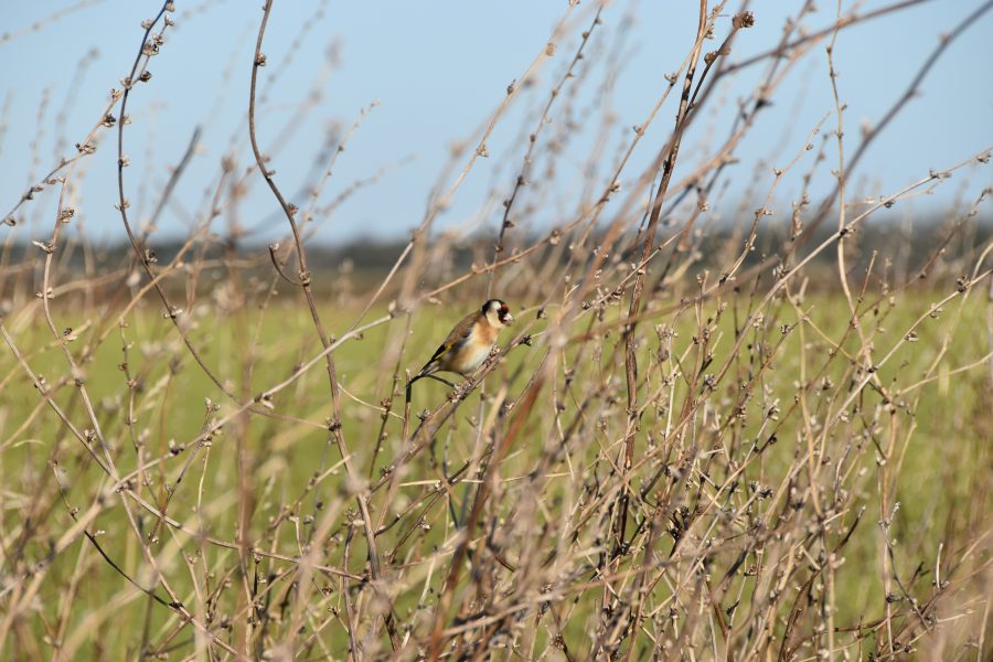 Farmers key to reversing decline of farmland birds