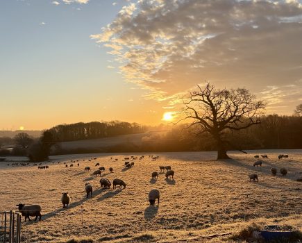 MONICA AKEHURST: “The feral lambs”