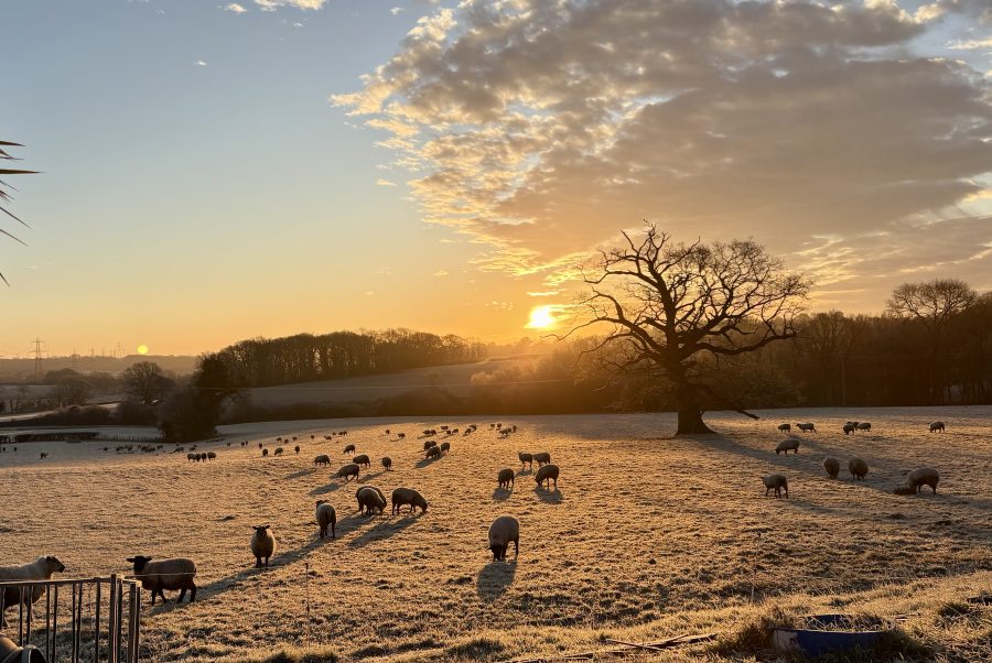 MONICA AKEHURST: “The feral lambs”