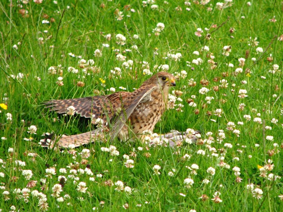 MIKE KETTLEWELL: Predator control